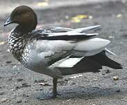 Canard à crinière