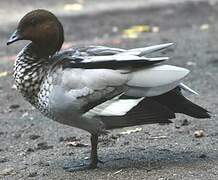 Maned Duck