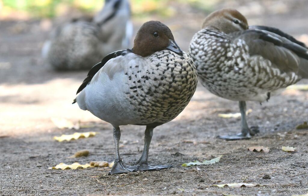 Maned Duck