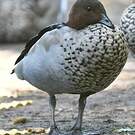 Canard à crinière