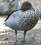 Canard à crinière