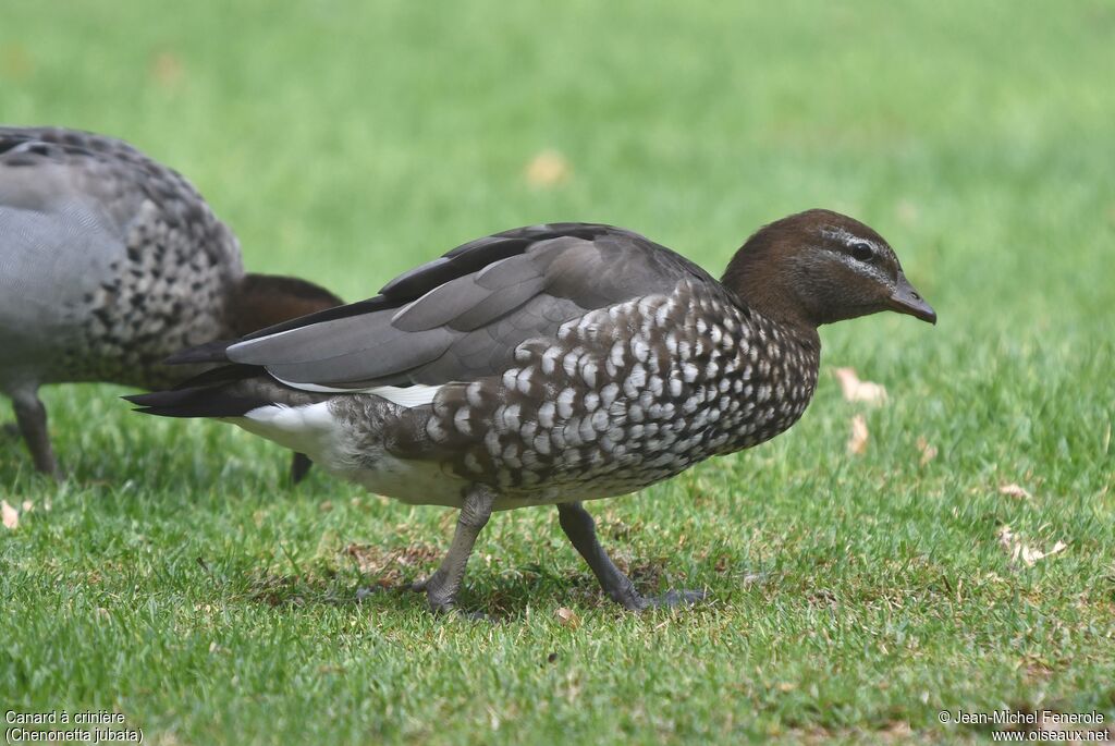 Maned Duck female