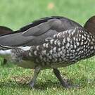 Canard à crinière
