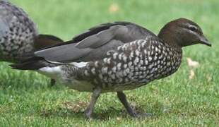 Maned Duck