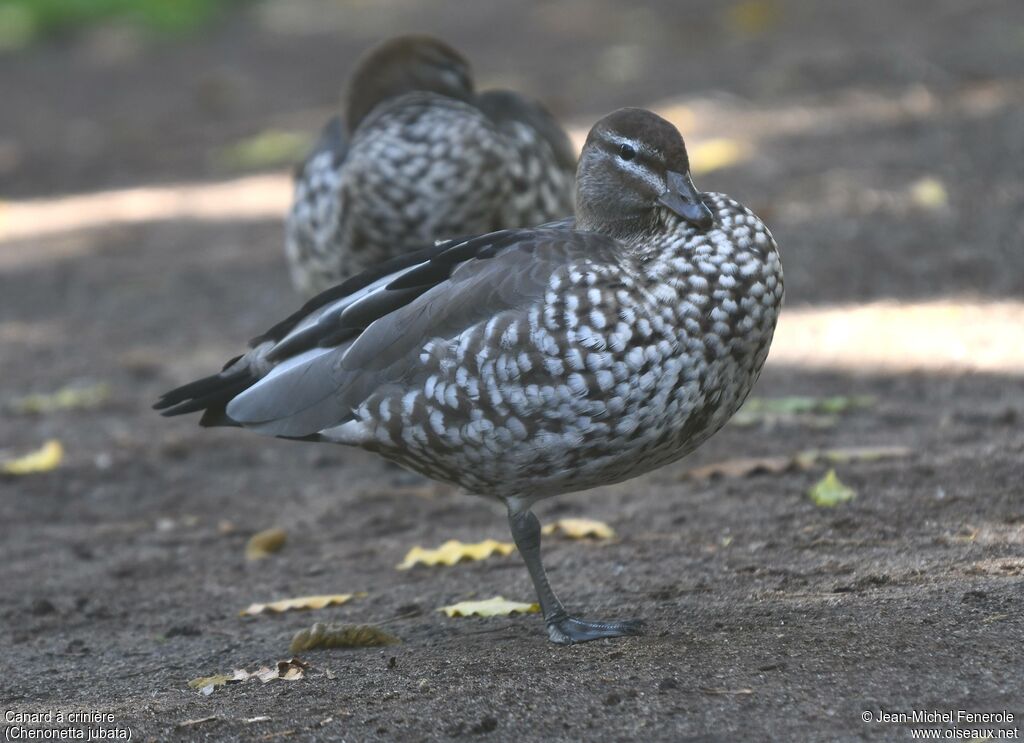 Maned Duck female