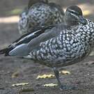Canard à crinière