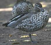 Canard à crinière