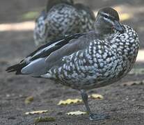 Canard à crinière