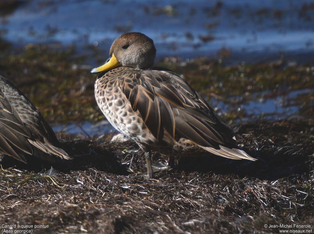 Yellow-billed Pintail