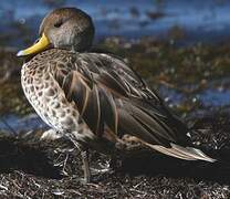 Yellow-billed Pintail