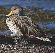 Yellow-billed Pintail