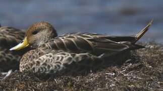 Yellow-billed Pintail