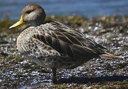 Yellow-billed Pintail