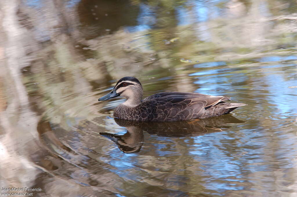 Pacific Black Duckadult, swimming