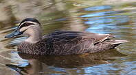 Canard à sourcils