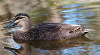 Pacific Black Duck