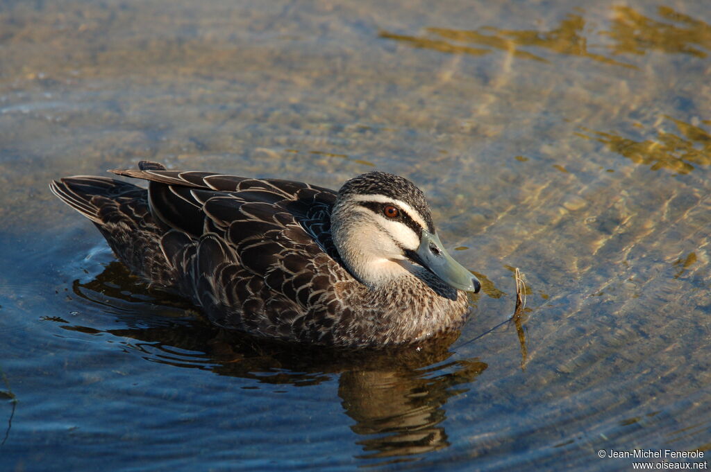 Pacific Black Duck