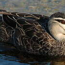 Canard à sourcils