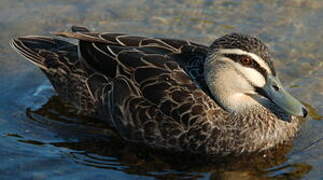 Canard à sourcils