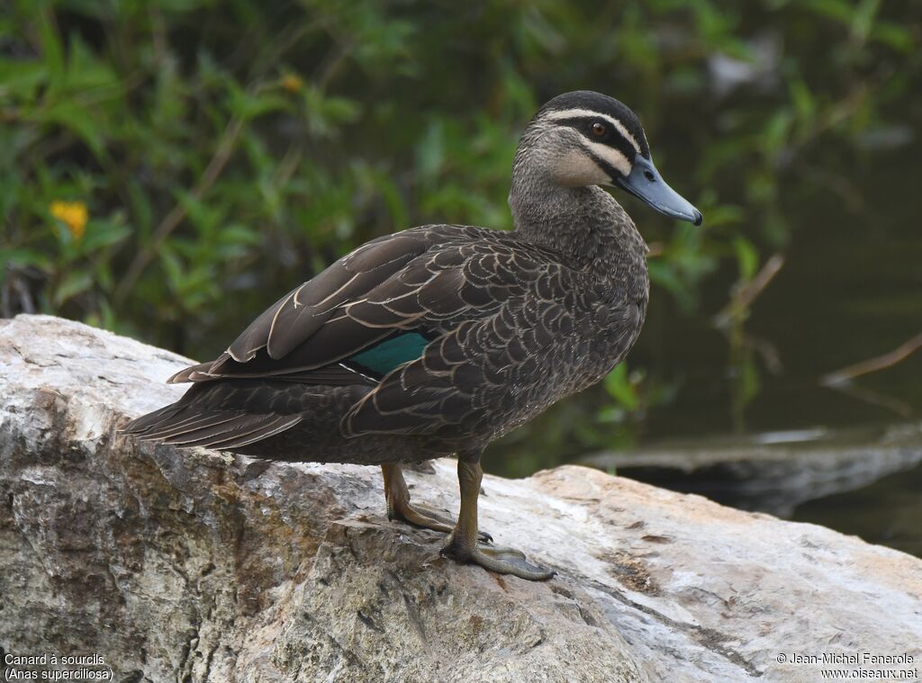 Canard à sourcils