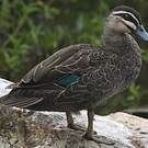 Canard à sourcils