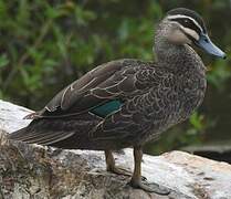 Pacific Black Duck