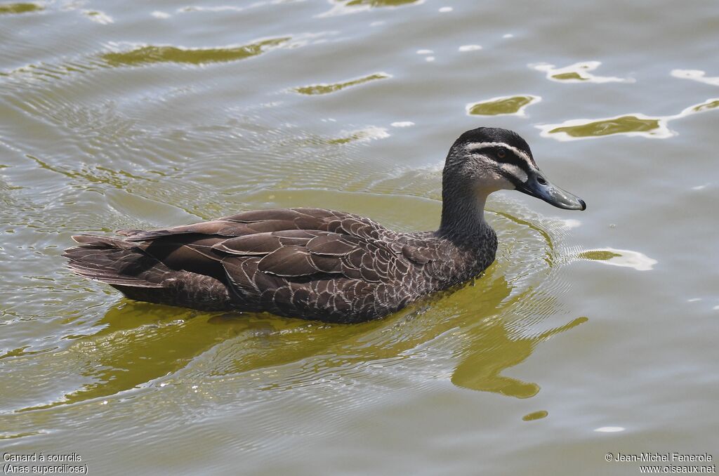 Canard à sourcils