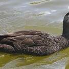Canard à sourcils