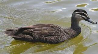 Canard à sourcils