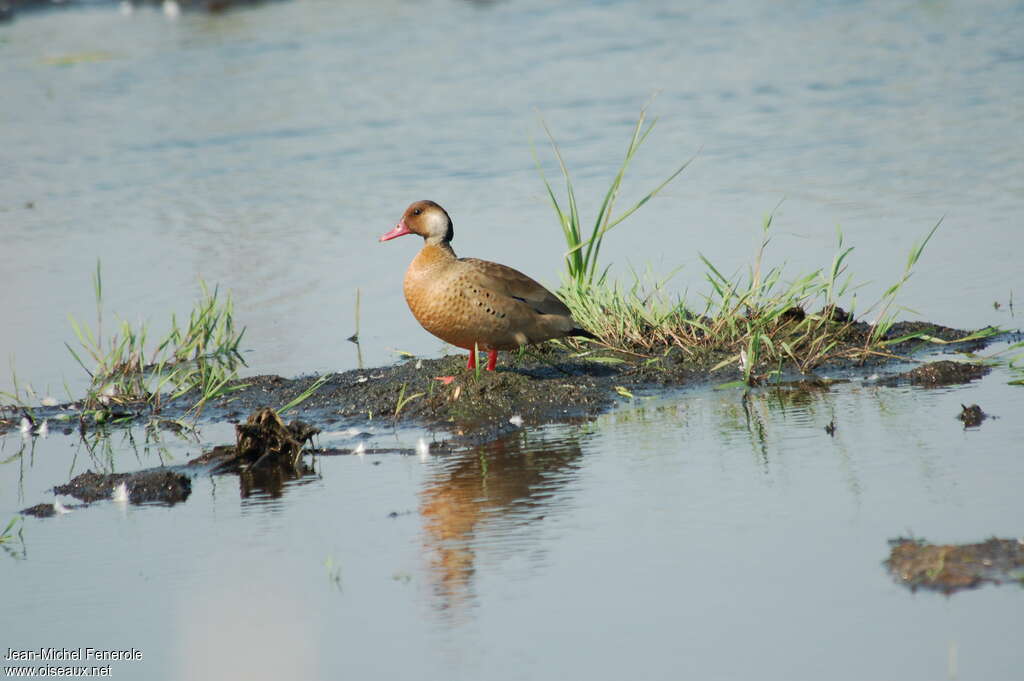 Brazilian Teal male adult breeding, habitat, pigmentation