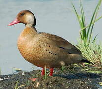 Canard amazonette