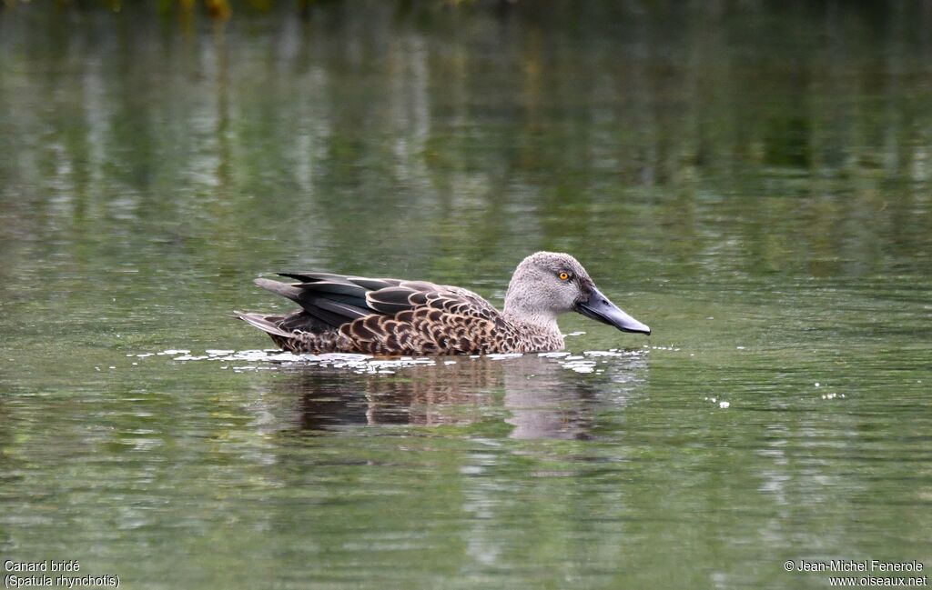 Canard bridé