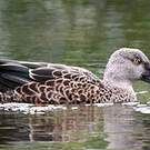 Canard bridé