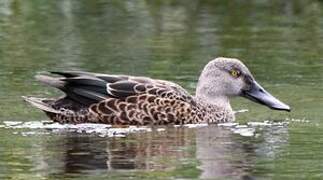 Australasian Shoveler