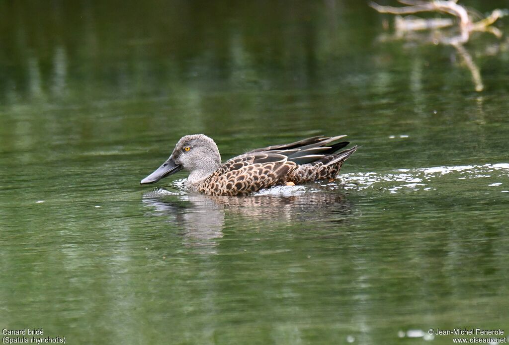 Canard bridé