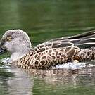 Canard bridé