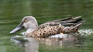 Australasian Shoveler