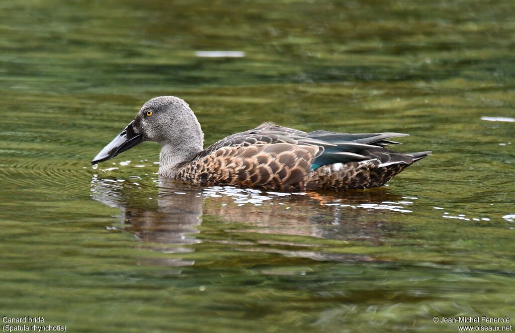 Australasian Shoveler