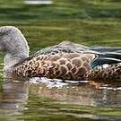 Canard bridé