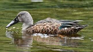 Australasian Shoveler