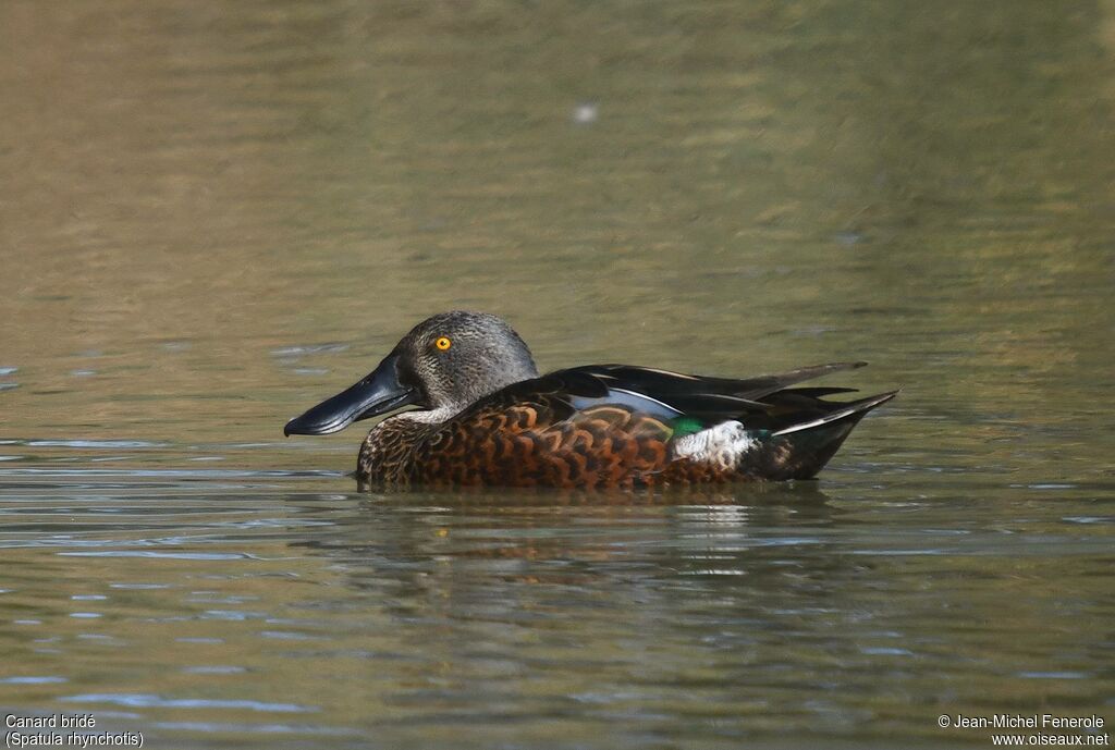 Canard bridé