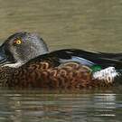 Canard bridé