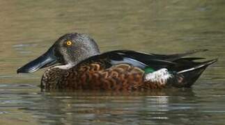 Australasian Shoveler