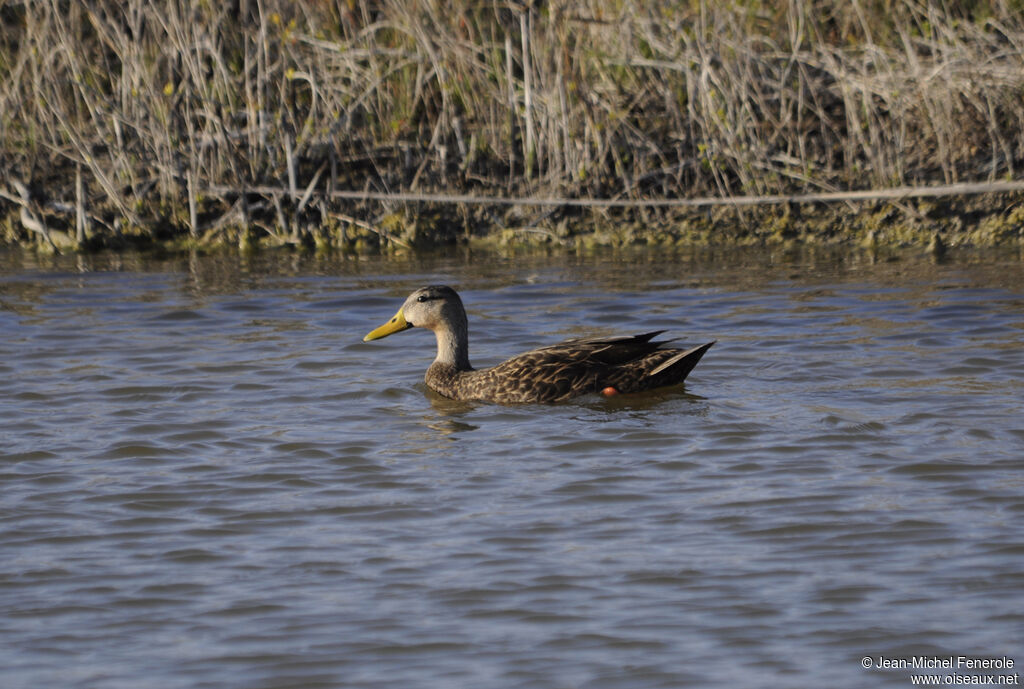 Canard brun