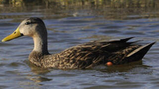 Mottled Duck