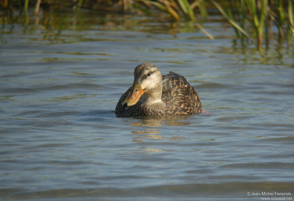 Canard brun