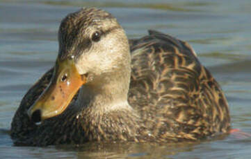 Canard brun