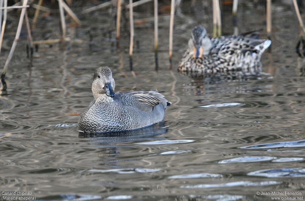 Gadwall