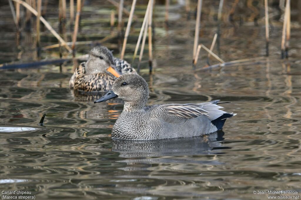 Gadwall