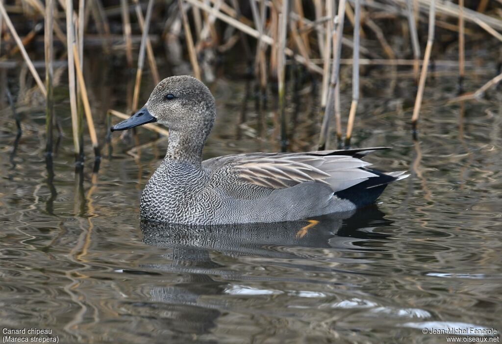 Gadwall